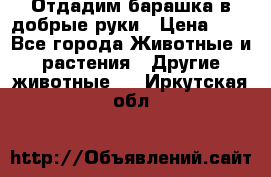 Отдадим барашка в добрые руки › Цена ­ 1 - Все города Животные и растения » Другие животные   . Иркутская обл.